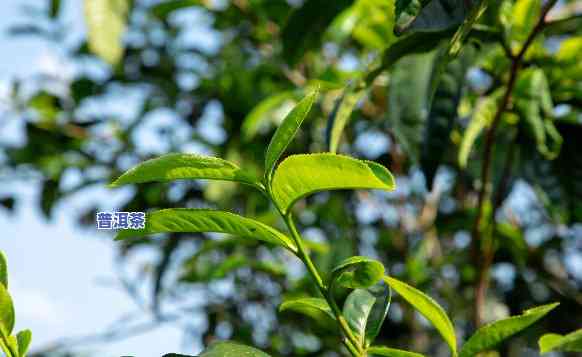 普洱茶中的翡翠树叶：探寻野生古茶的秘密与多样性