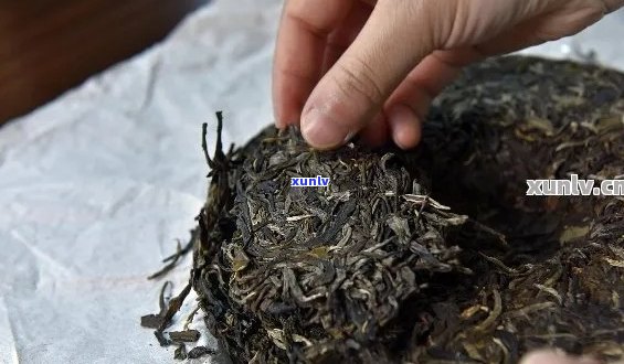 普洱茶的独特风味源于哪种菌类？探究其重要性