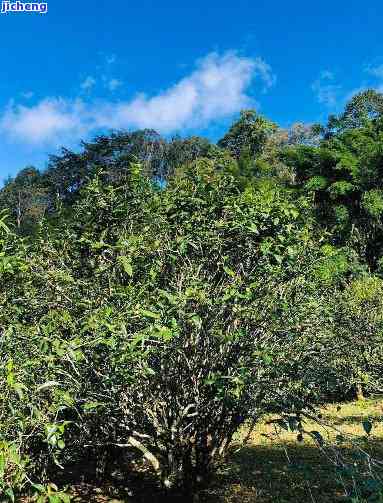 云南原生态普洱茶：古树韵味，山野气息，茶香四溢