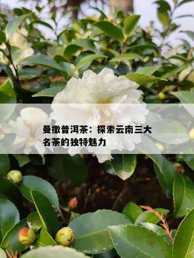 普洱茶岁月幽香：探究云南名茶的魅力与品种