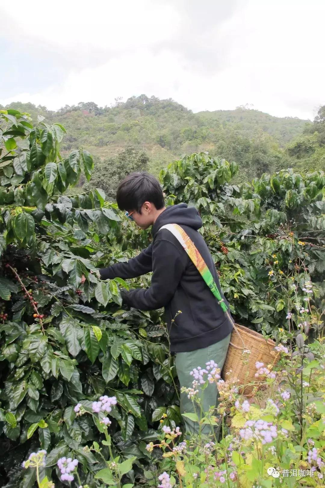 普洱茶岁月幽香是什么茶