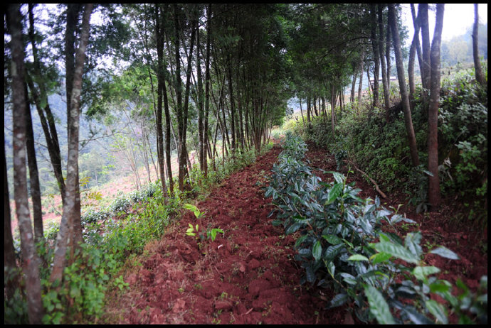 傣族特产普洱茶的茶叶类型和制作原料。