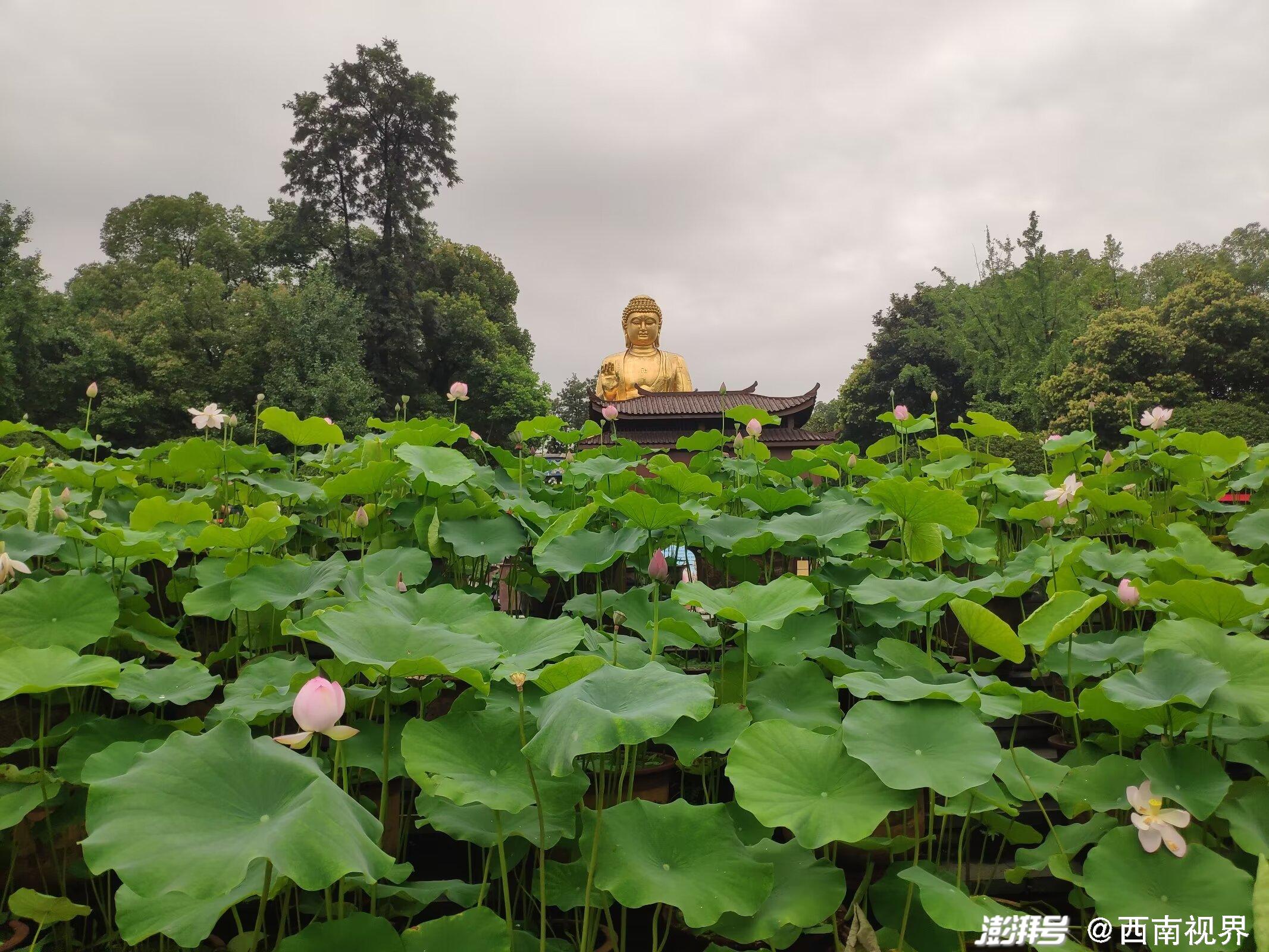 芙蓉浓晴底：春日游园、花香四溢、阳光明媚