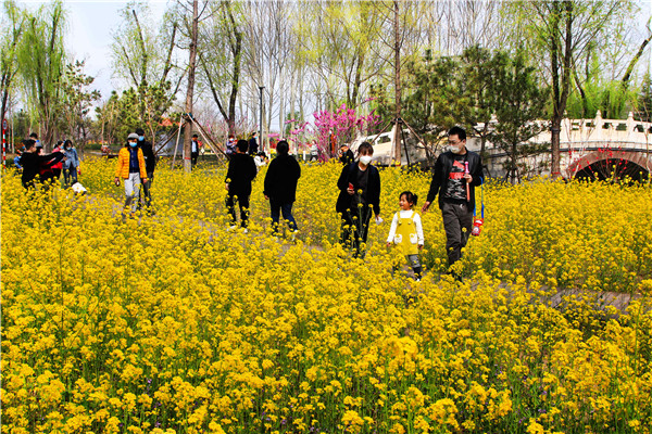 芙蓉浓晴底：春日游园、花香四溢、阳光明媚