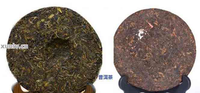 中粮普洱茶生茶系列之品鉴：多款精选茶叶对比解析