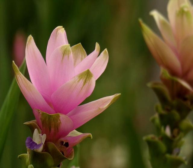 莲花形状的花：形态特征、种植方法、花语及象征意义全面解析