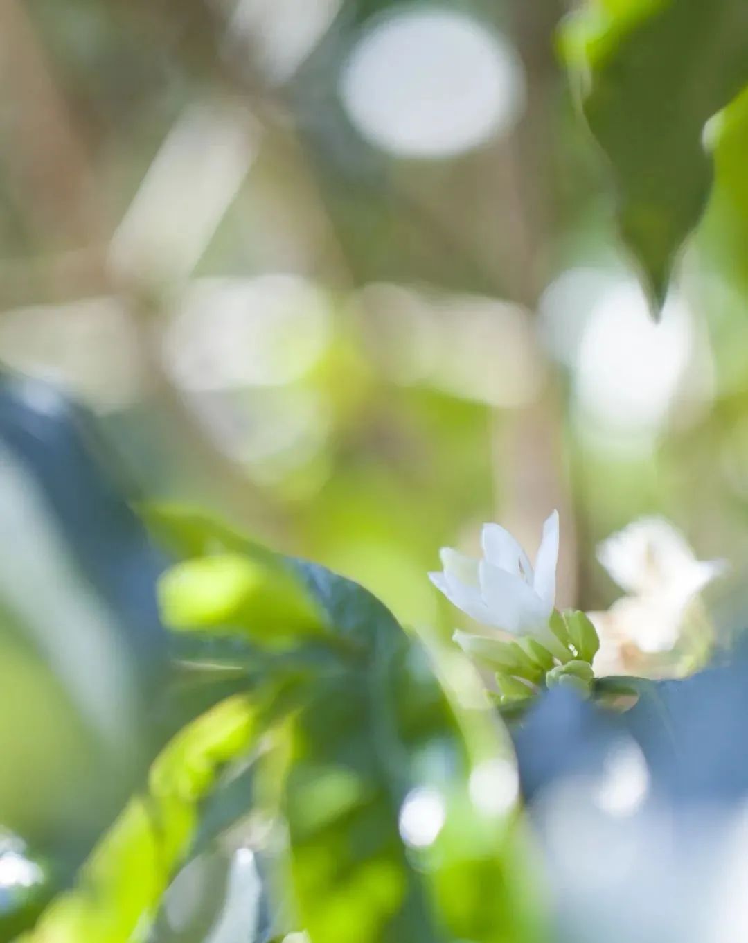 茶与远方普洱茶哪个好喝