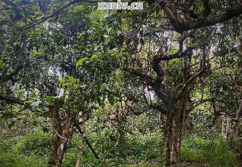 澜沧山区古树茶香，岁月沉淀的醇厚滋味