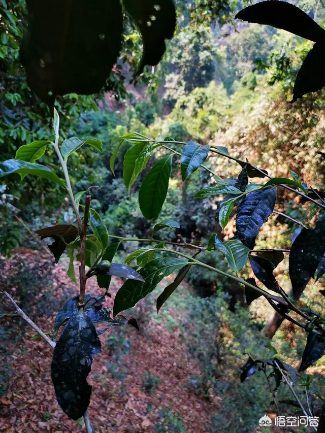 新名山古树普洱茶，纯正口感受到品质生活，每斤售价实中