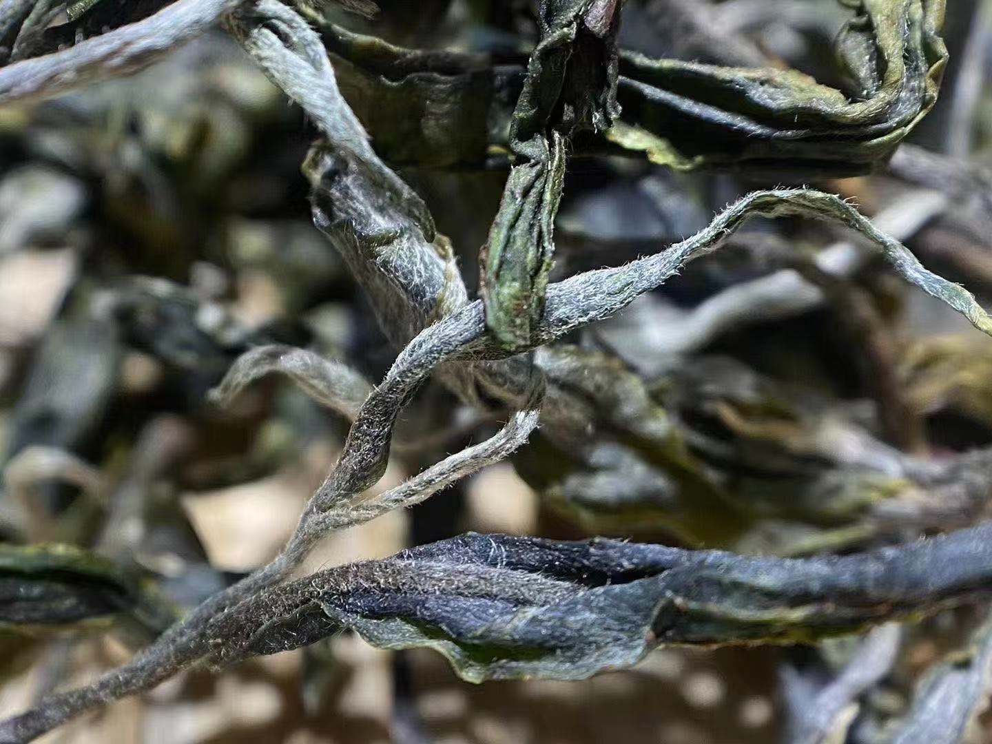 古树普洱茶生茶散茶