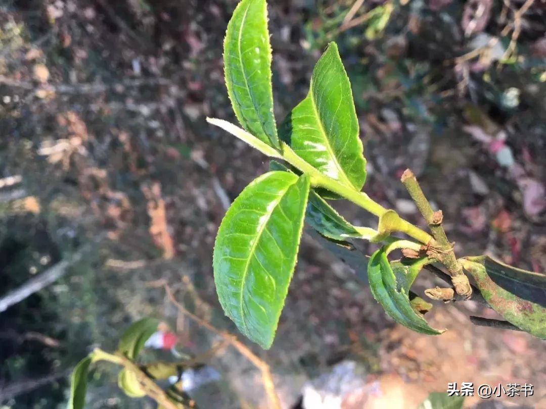 普洱茶熟茶醒茶：何时饮用？如何存以保持品质？解答您的所有疑问