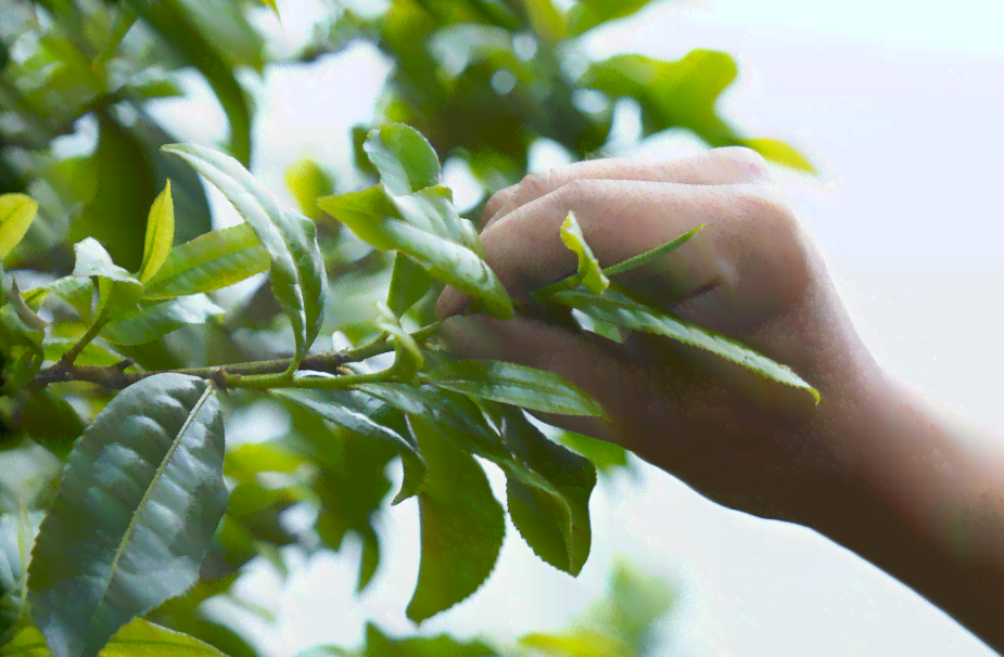 冰岛古树茶与普洱熟茶：一场味觉宴的全面解析与比较