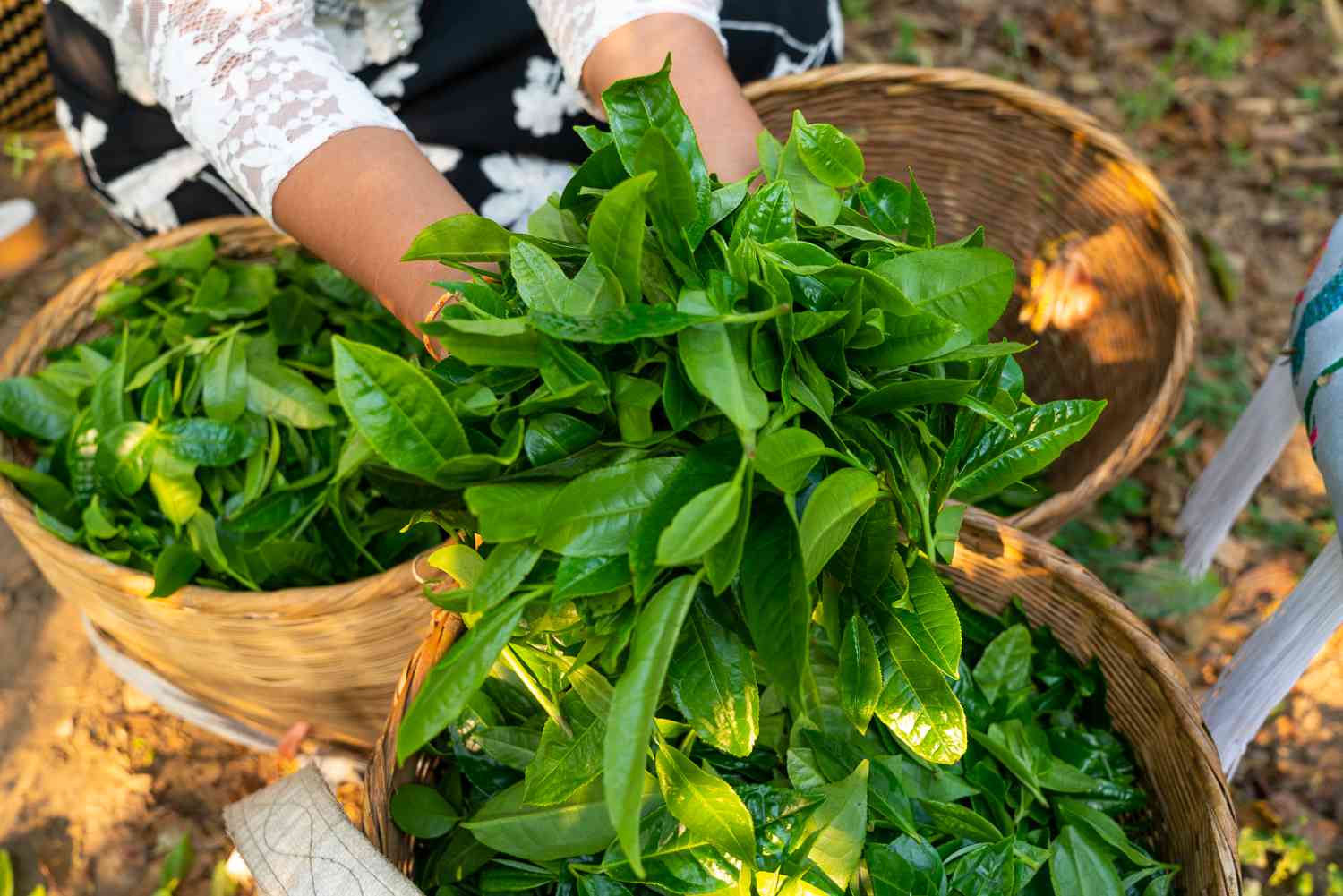 冰岛古树茶与普洱熟茶：一场味觉宴的全面解析与比较