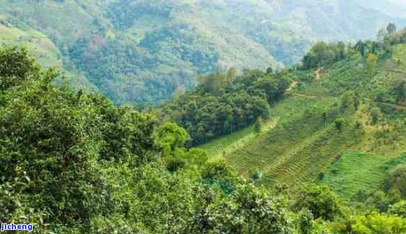 普洱茶著名的85个山头特色口感大全：探究普洱茶各山头的风味差异