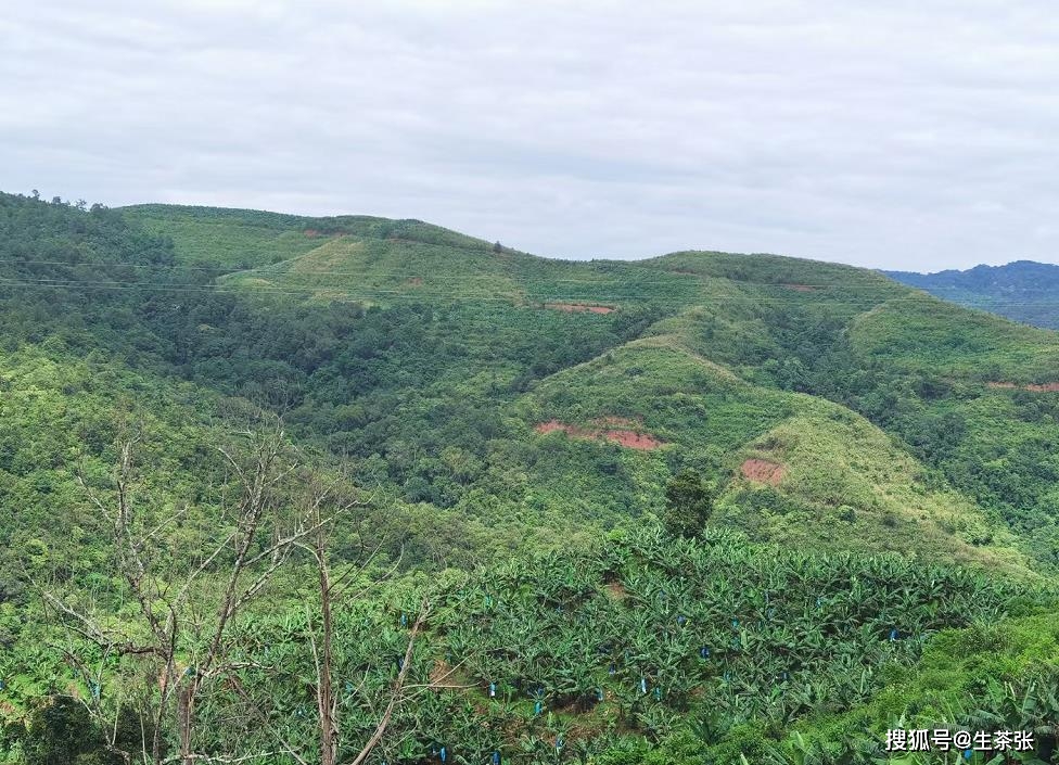 全面了解普洱茶名山：85个著名山头一网打尽，带你深入探究普洱茶的世界