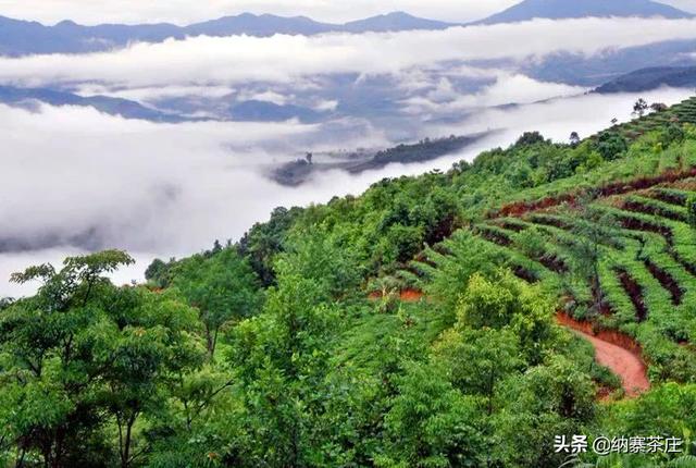 全面了解普洱茶名山：85个著名山头一网打尽，带你深入探究普洱茶的世界