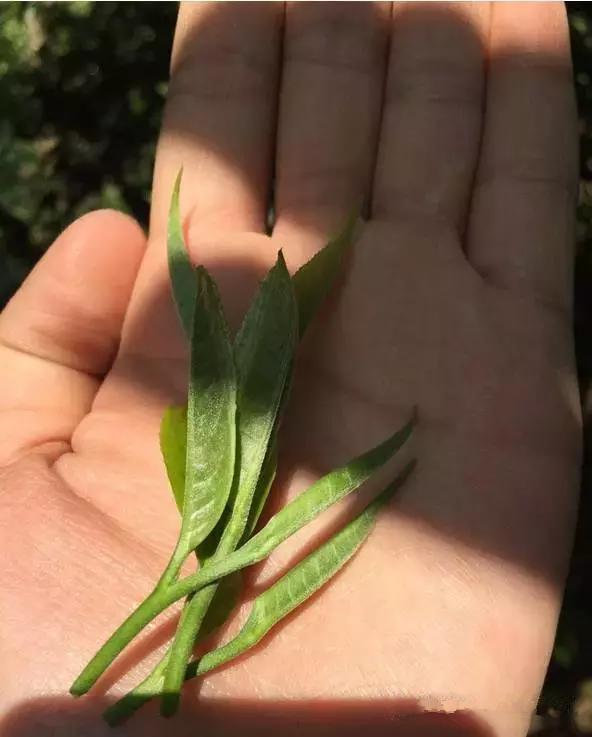 普洱茶老叶子怎么喝