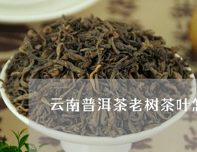 普洱茶老叶子怎么喝