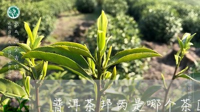 新探寻普洱茶邦丙的原产地及独特风味：哪个茶区赋予它越品质？