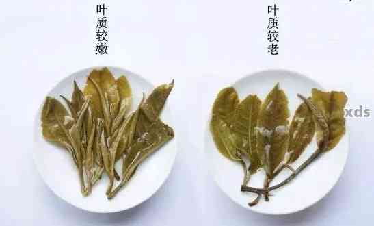 探究普洱茶品质：如何从茶叶原料中辨识真伪？