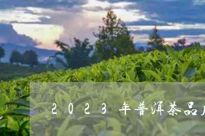 2023年的普洱茶如何