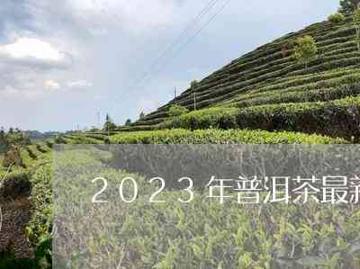 2023年的普洱茶如何