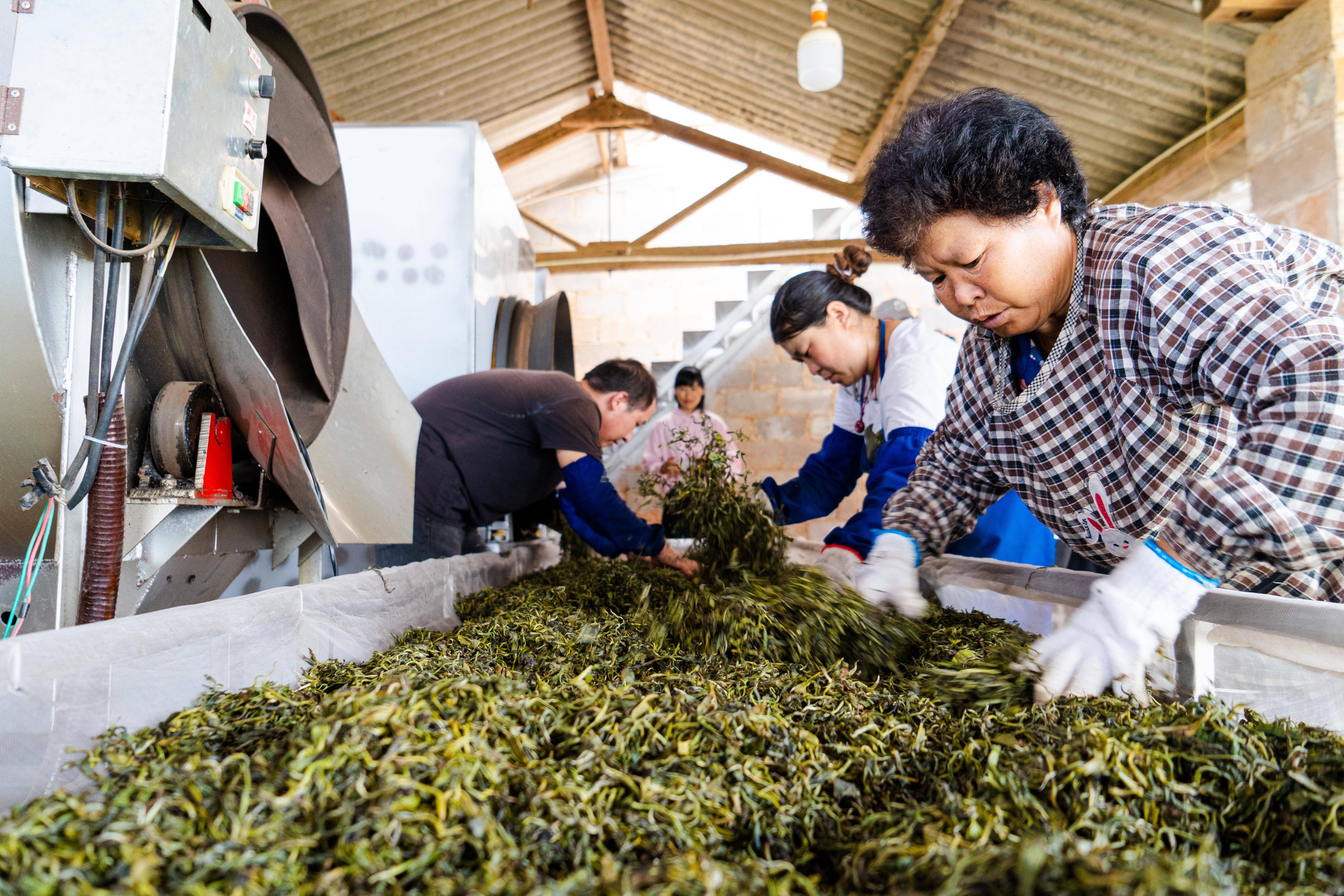 云南鸿兴茶厂：高品质茶叶的产地与制作工艺，探索茶文化之美