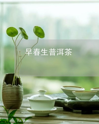 班章春晓：早春普洱生茶的诗意与醇厚