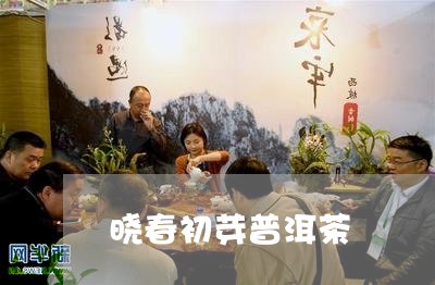 班章春晓：早春普洱生茶的诗意与醇厚