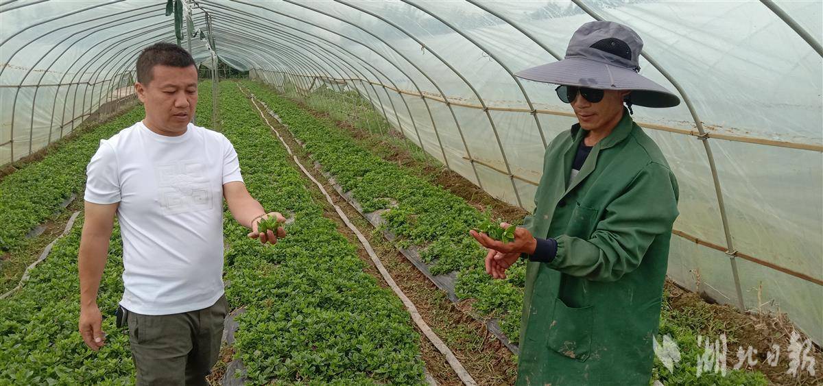 新 '莫西沙种植的老肉粗如何评估其质量和口感'