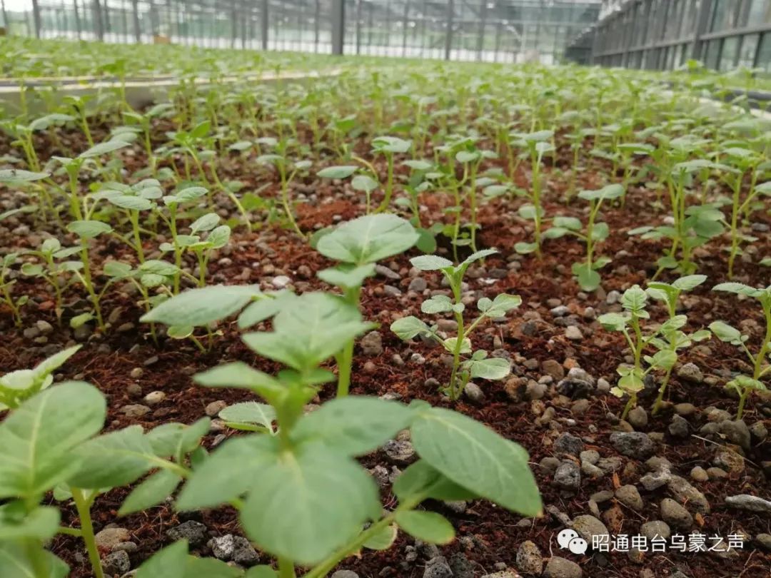 新 '莫西沙种植的老肉粗如何评估其质量和口感'