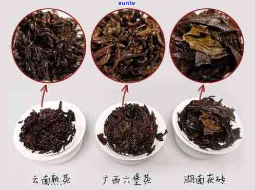 新普洱茶与六堡茶功效对比：哪个更适合你？