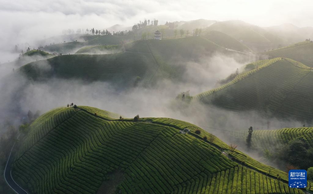 莫西沙白雾层-莫西沙白雾层有小黑点正常吗