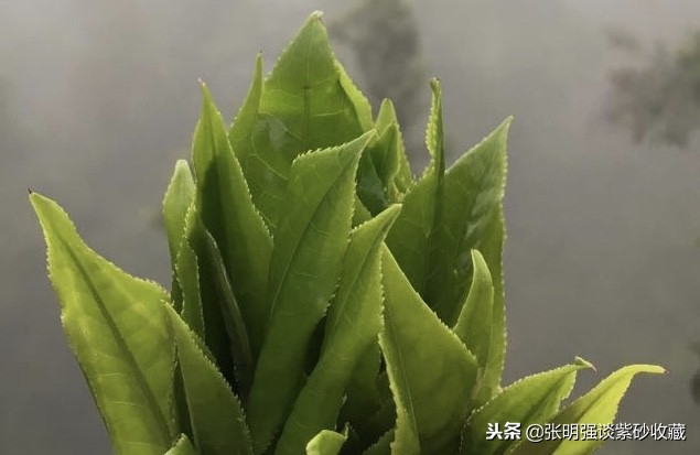 普洱茶多少茶量最合适呢