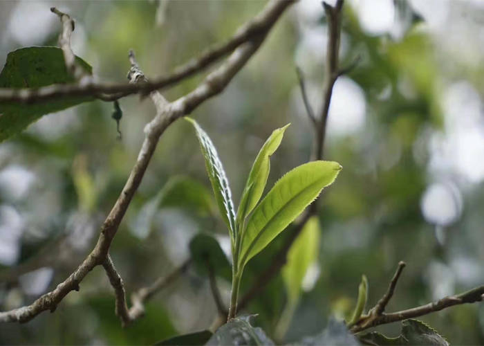 普洱茶：小叶种与大叶种的对比分析，哪个更适合你？