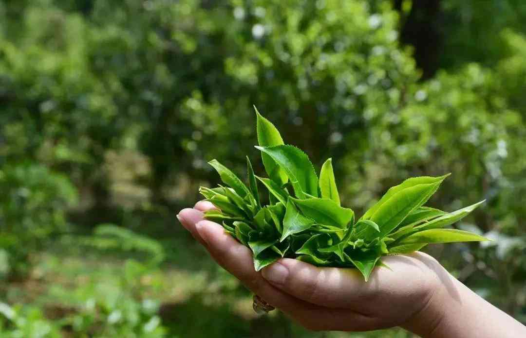 普洱茶：小叶种与大叶种的对比分析，哪个更适合你？