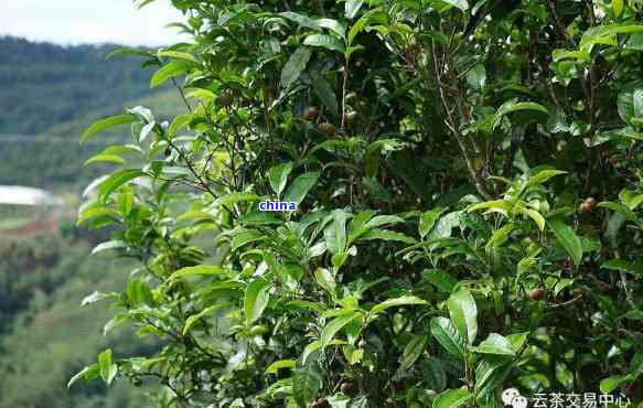 新源头茶厂精选云南大叶种普洱茶叶，朵朵香气扑鼻的高品质茶品