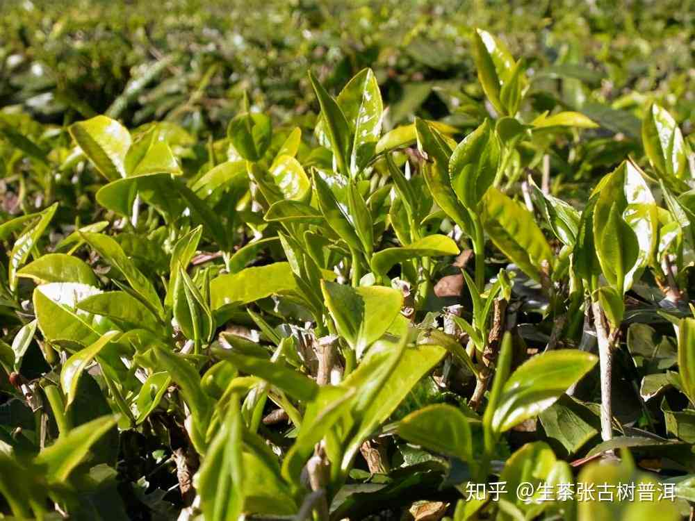 新源头茶厂精选云南大叶种普洱茶叶，朵朵香气扑鼻的高品质茶品