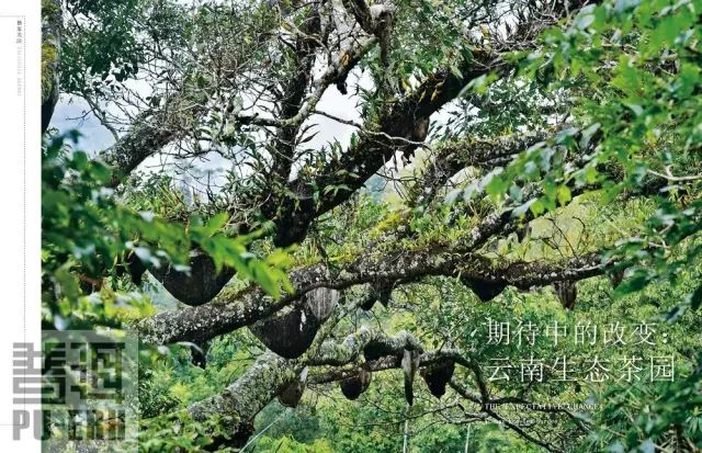 云南眉山茶：古树茶香韵，高山云雾醇，品味纯正自然之美