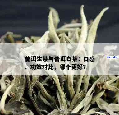 新 '普洱茶与白茶混饮产生的奇特味道探析'