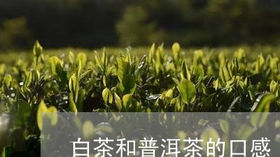 白茶喝着像普洱茶的味道