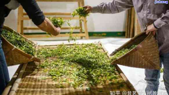 普洱茶制作工艺：萎凋环节的重要性及其对茶叶品质的影响