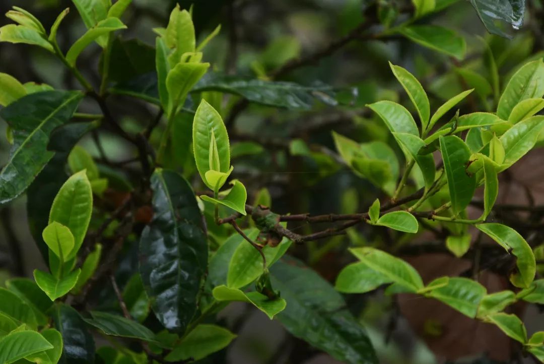 普洱茶直接煮饮：是否破坏其独特的醇香味？