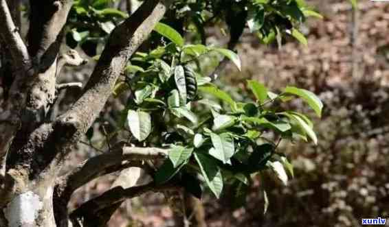 云南紫芽普洱茶：特点、口感、功效与品鉴指南，让你全面了解这款茶的魅力