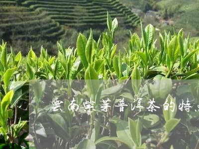 云南紫芽普洱茶：特点、口感、功效与品鉴指南，让你全面了解这款茶的魅力