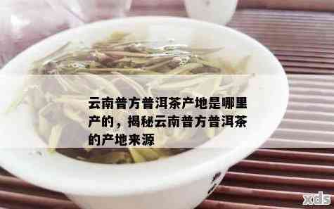 云南紫普洱茶产地是哪里