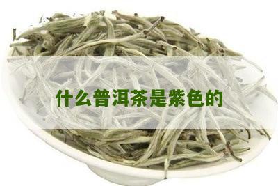 紫色普洱茶叶的特性与品种概述