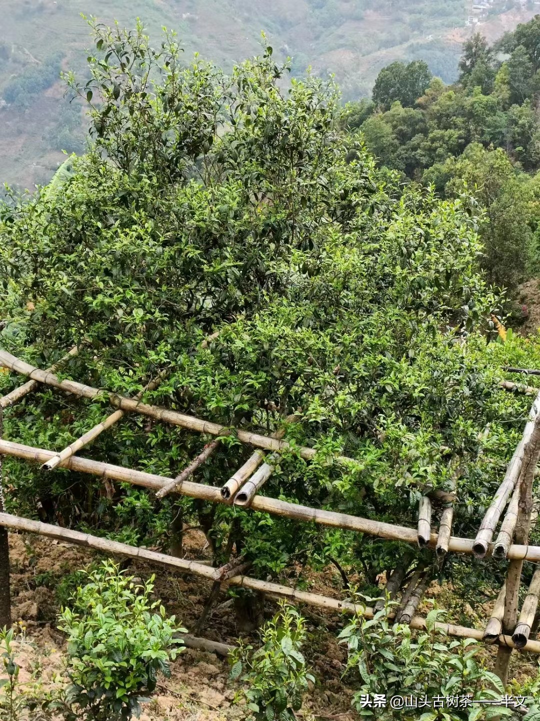 探究冰岛普洱茶甜度高的原因及对口感的影响：一篇文章全面解答您的疑问