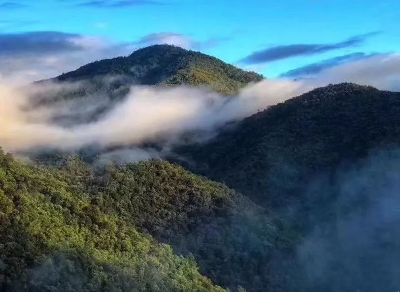 探究冰岛普洱茶甜度高的原因及对口感的影响：一篇文章全面解答您的疑问