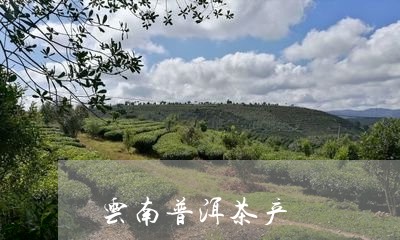 云南普洱茶之一珍贵产地